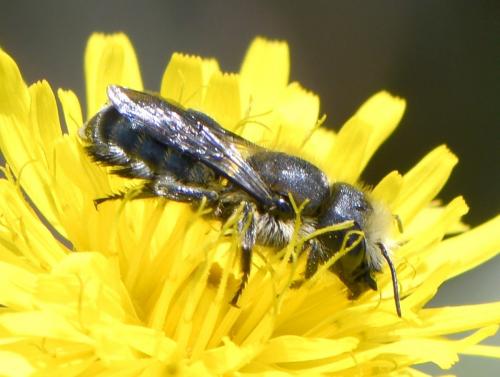 Osmia latreillei
